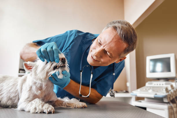 Urgent Tooth Repair in VA